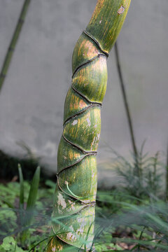 龜甲竹