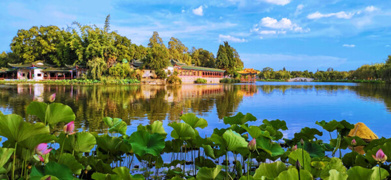 大觀公園的荷塘月色