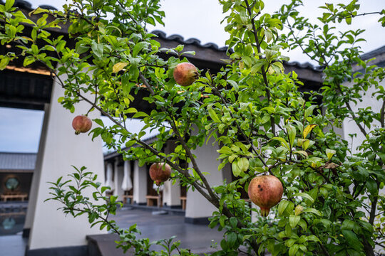 石榴樹(shù)石榴果成熟