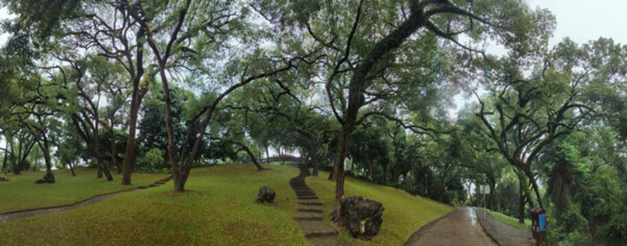 人民公園樟樹林