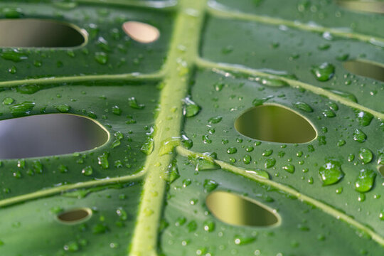 龟背竹叶片上的雨滴