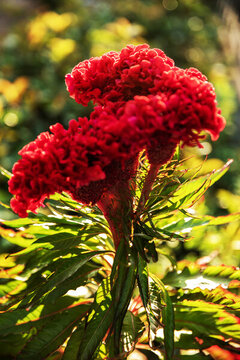 雞冠花