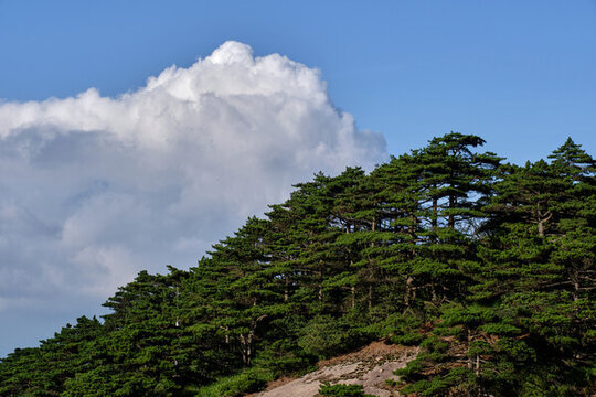 藍天白云映襯的黃山松