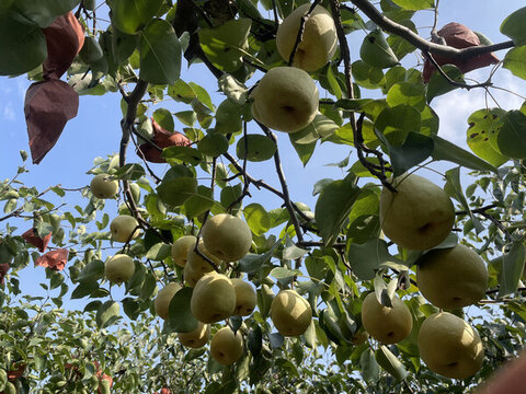 新鲜水果砀山酥梨树上的梨子