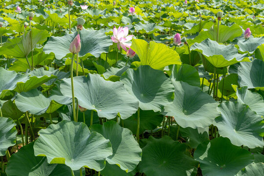 鳴翠湖國家濕地公園