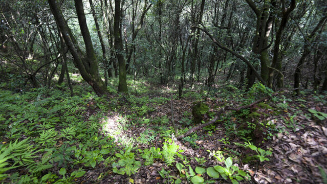 嵩明大尖山
