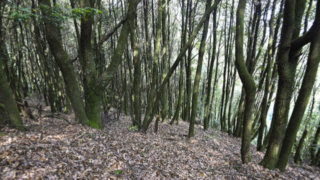 嵩明大尖山