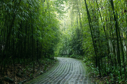 成都都江堰熊貓谷路徑風(fēng)景