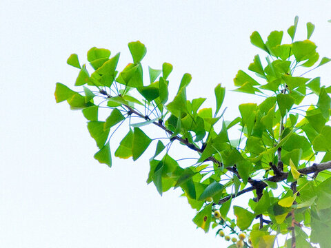 樹(shù)枝葉