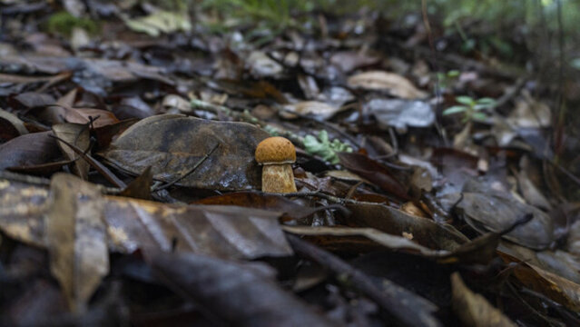 蘑菇野生菌真菌牛肝菌山珍美食