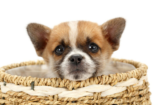中華田園犬