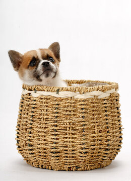 中華田園犬寵物小狗