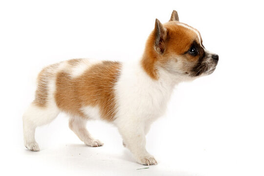 中華田園犬寵物小狗