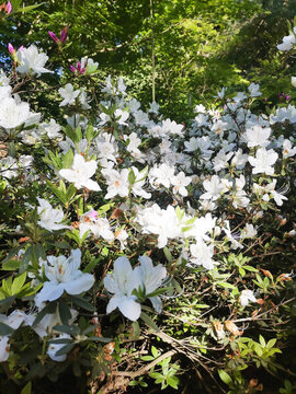 白色杜鵑花