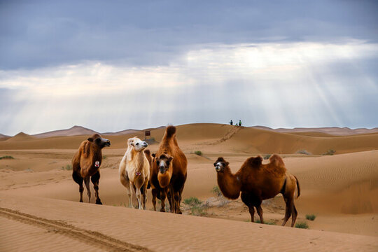 腾格里沙漠里的骆驼