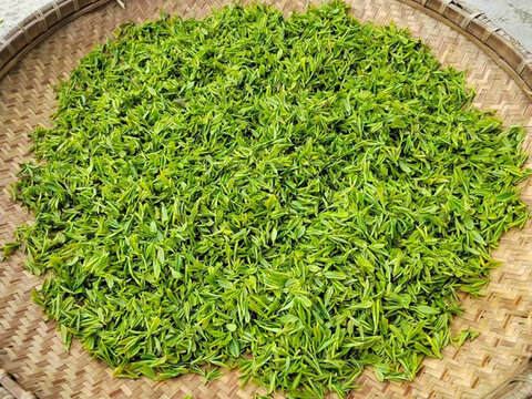 毛尖茶葉