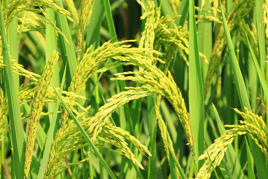 水稻農(nóng)田