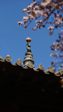古建筑塔頂和花
