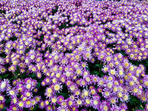 菊花