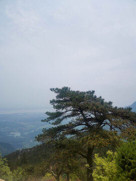 廬山松樹