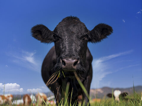 牛牧场草原牛的肖像