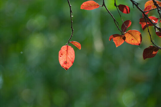 紅葉
