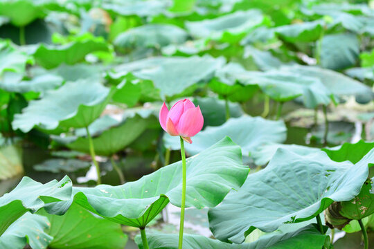 荷