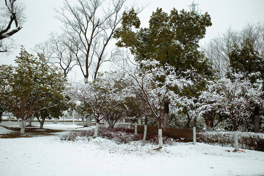 雪景
