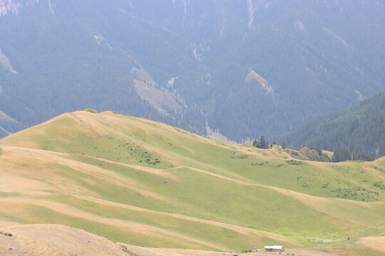 高山草甸