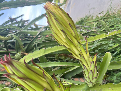 火龍果樹