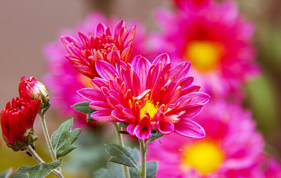 九月菊花開