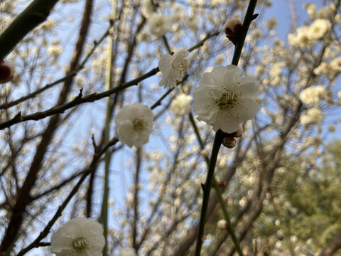 春季花卉