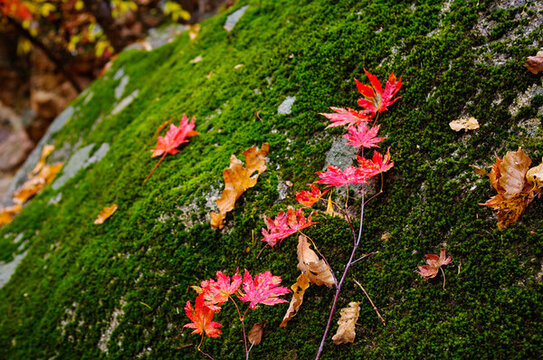 本溪老邊溝深秋紅葉