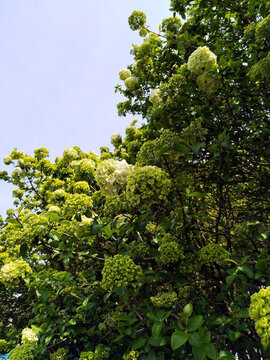 石楠樹石楠花