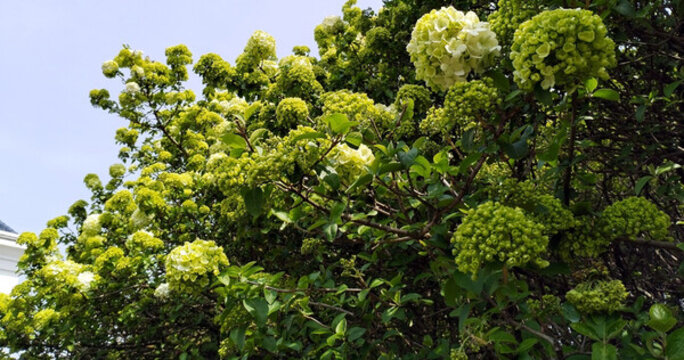 石楠樹石楠花