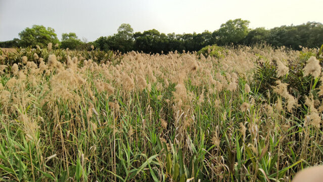 福田內(nèi)伶仃自然保護(hù)區(qū)