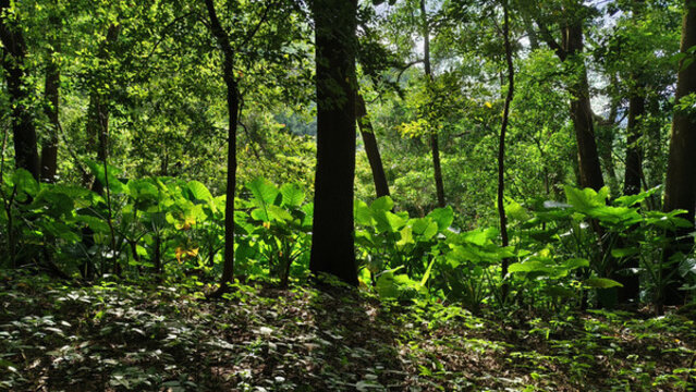 深圳筆架山公園上山景色