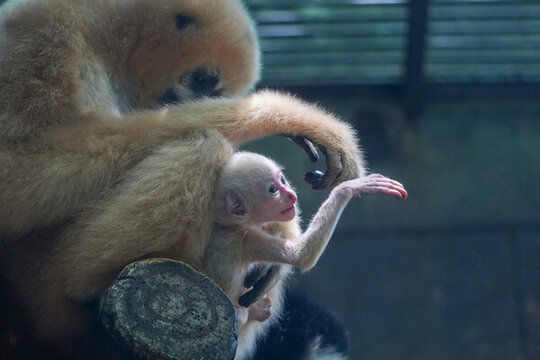 白颊长臂猿亲子婴猿约15日龄
