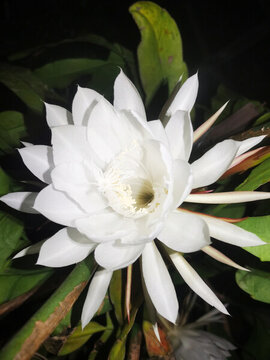 曇花