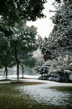 雪后小樹林