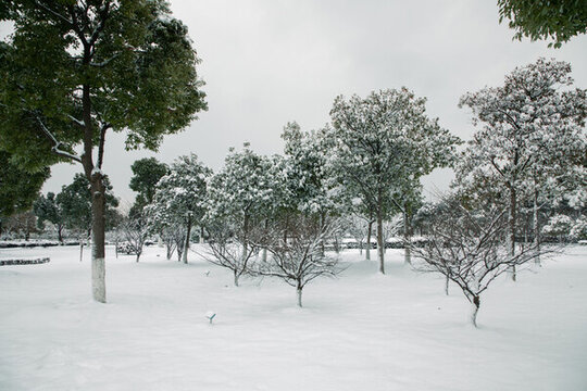 雪中的樹林