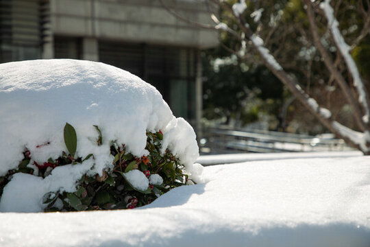 大雪