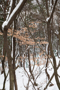 山林雪景