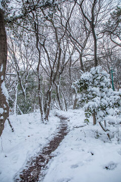 山林大雪