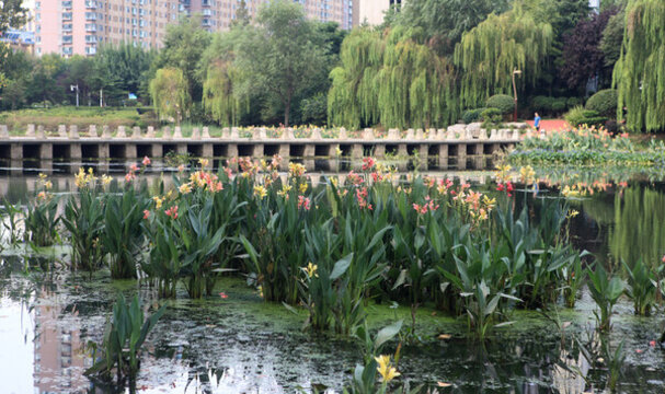 日照沙墩河公園風光