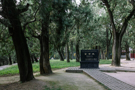 黃帝陵古柏林