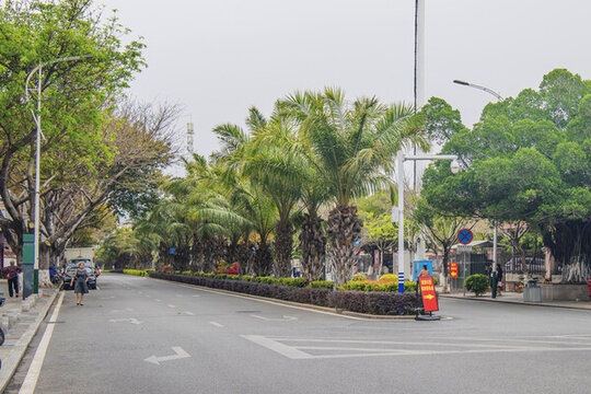 廈門集美學(xué)村柏油路與棕櫚樹(shù)