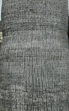 棕櫚樹(shù)樹(shù)皮