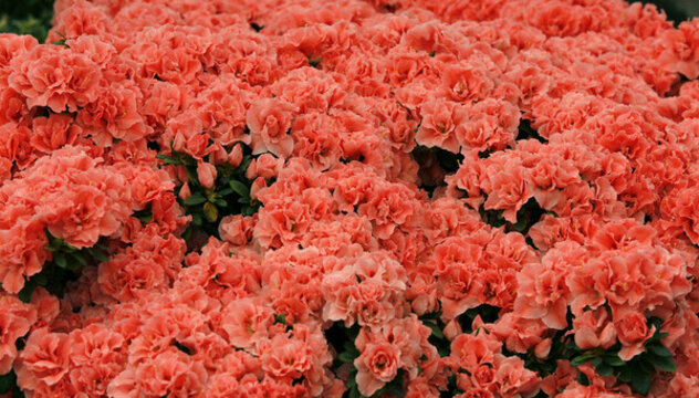美麗鮮花