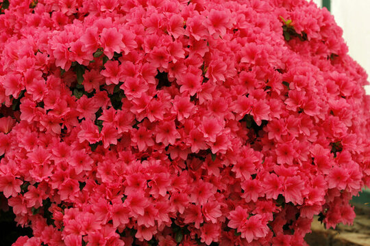 美麗鮮花